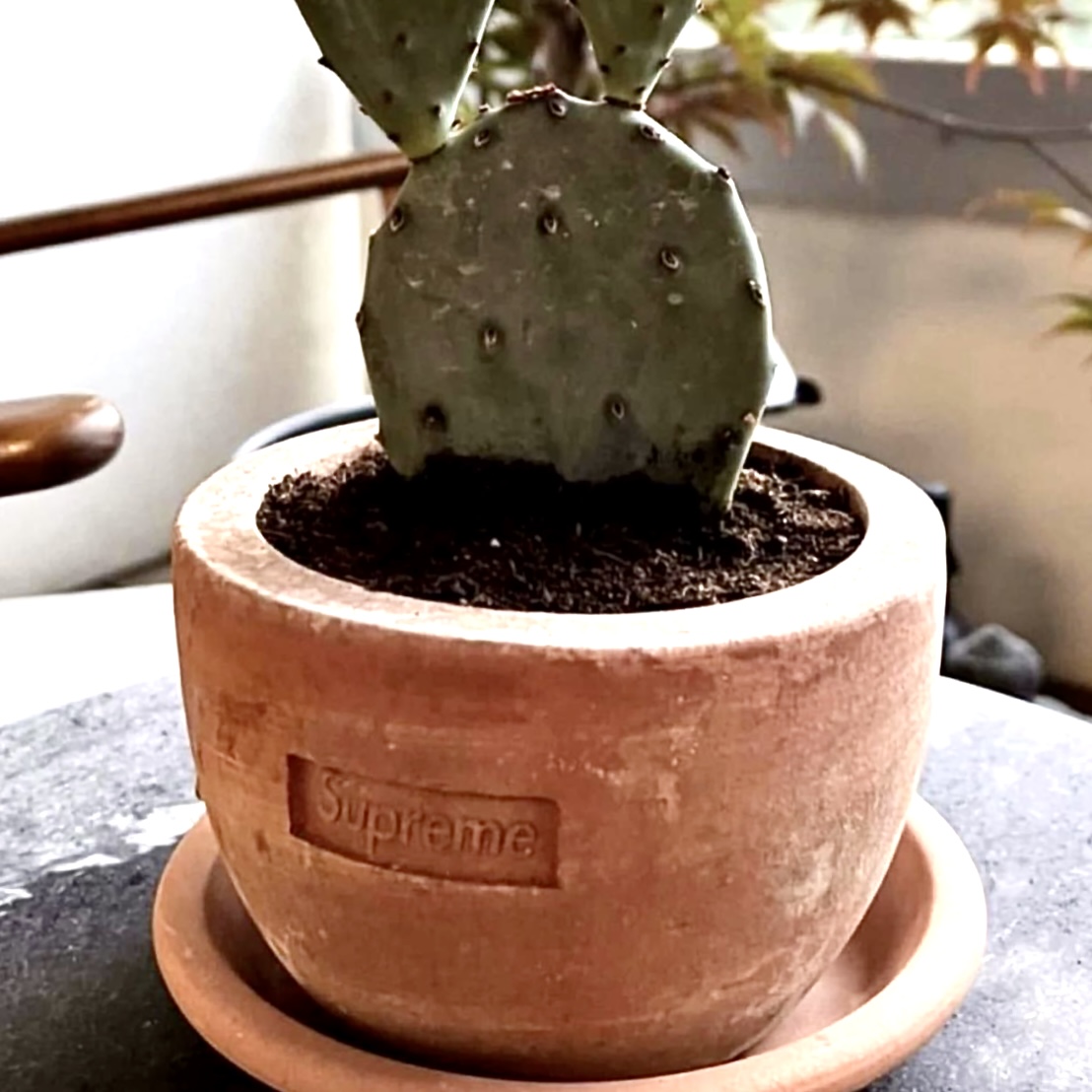 Supreme / Poggi Ugo Small Planter 鉢 | vashamansarda.com